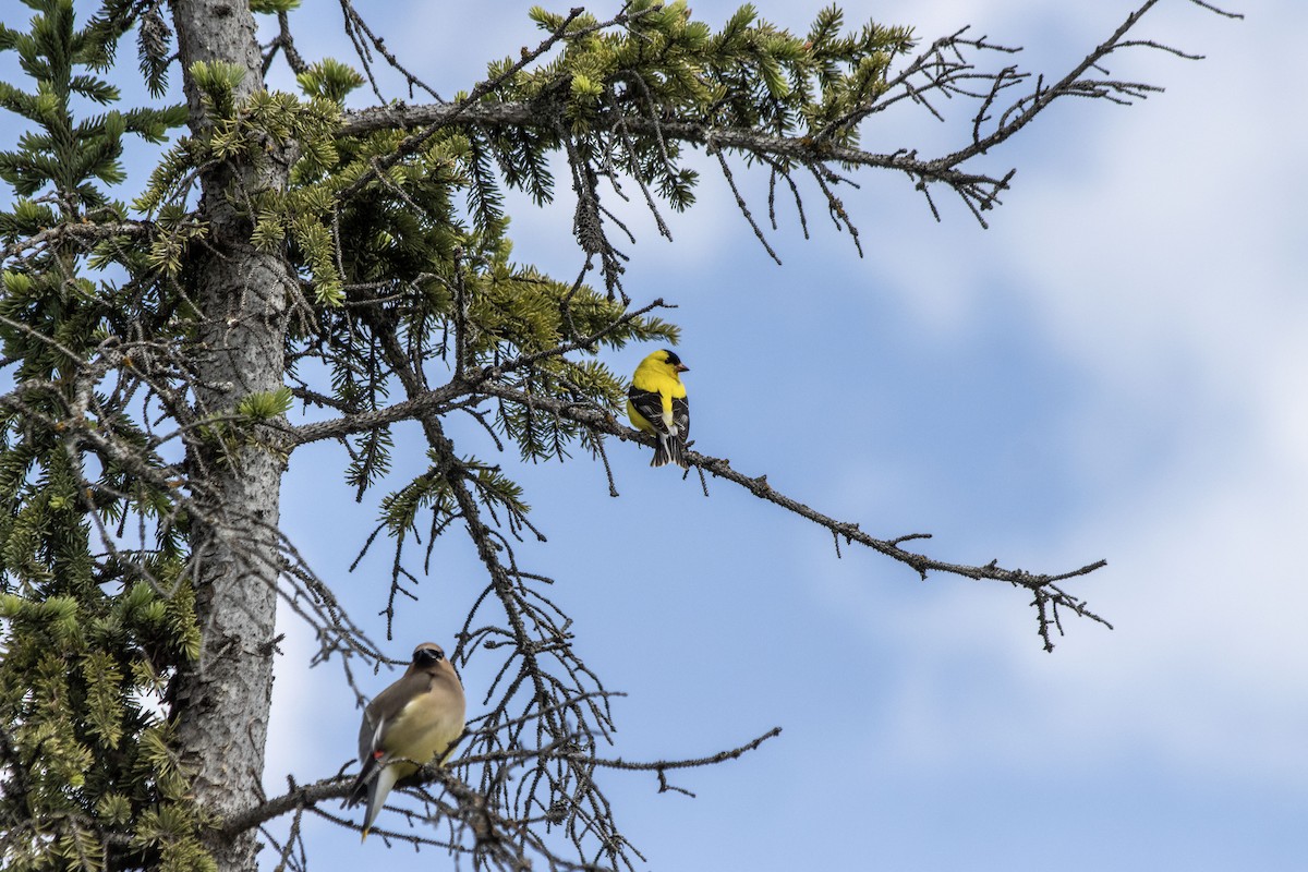 American Goldfinch - ML620622042