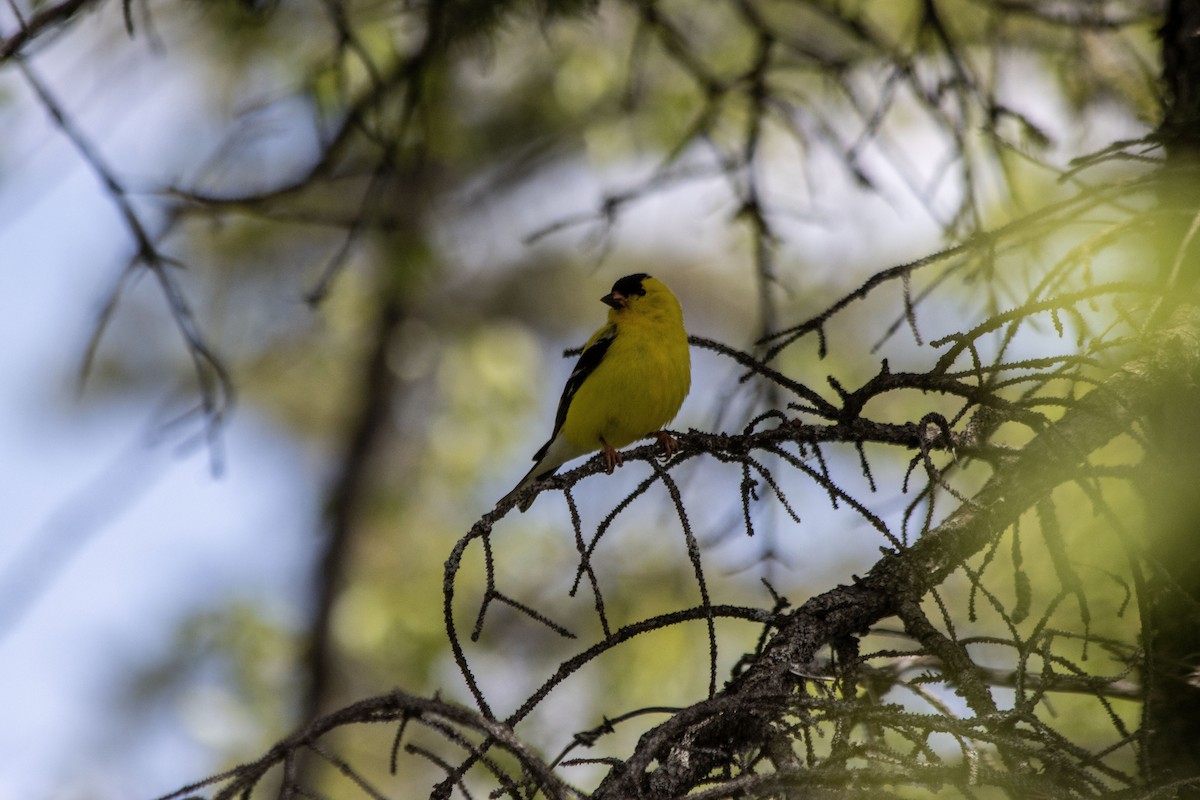 American Goldfinch - ML620622043