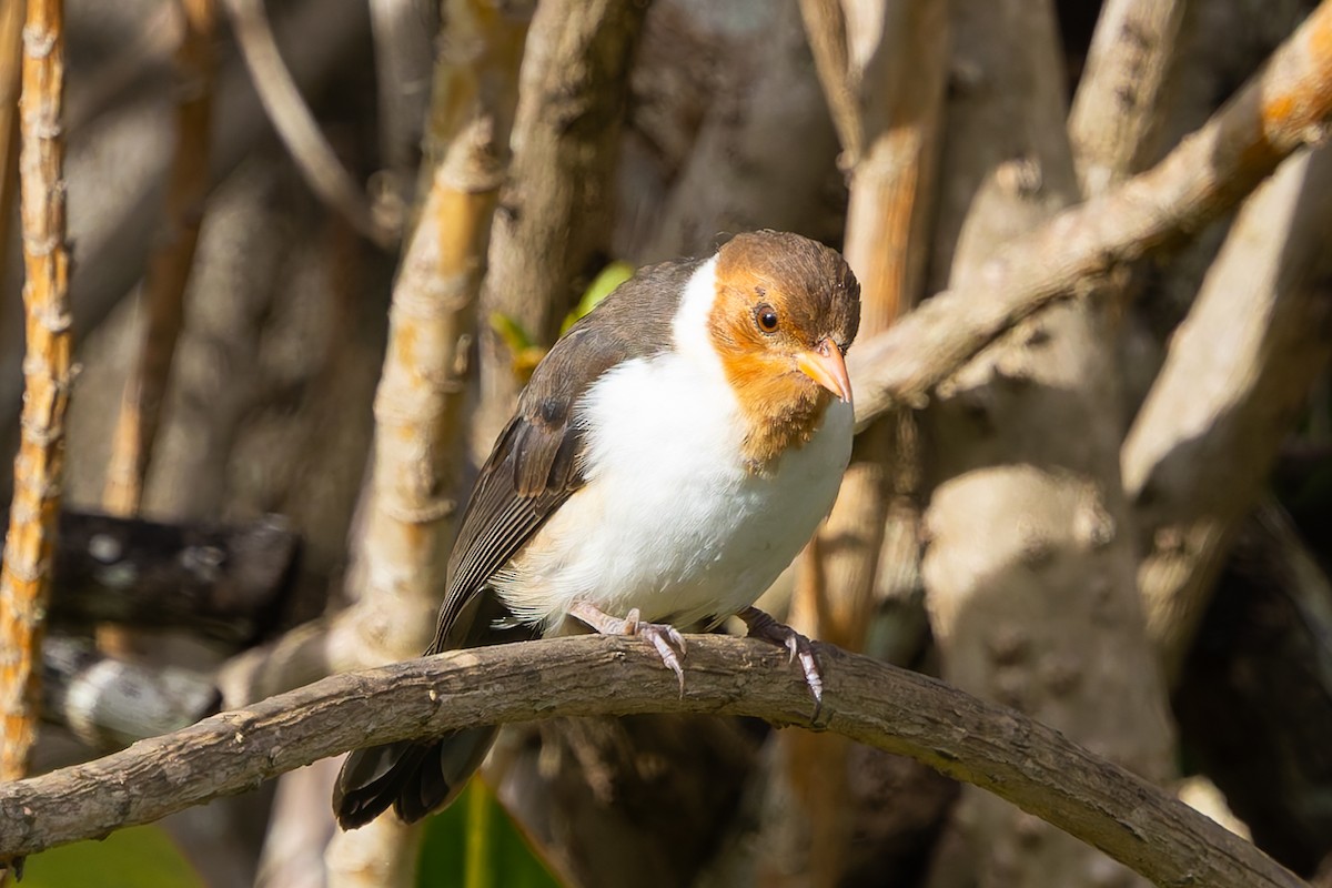 Yellow-billed Cardinal - ML620622045