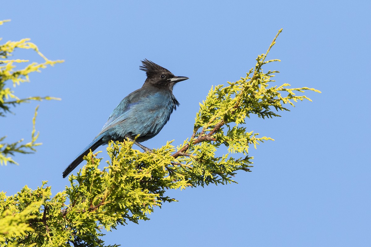 Steller's Jay - ML620622047