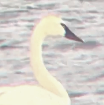 Tundra Swan - ML620622049