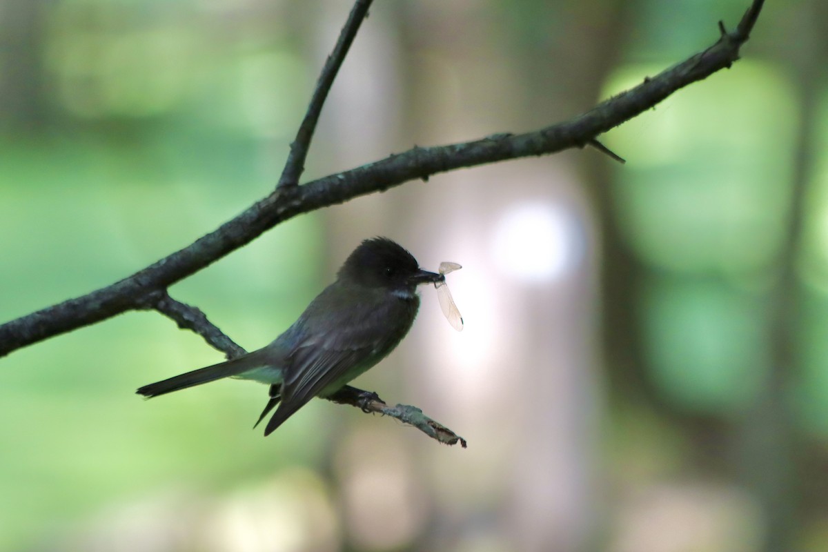 Eastern Phoebe - ML620622050