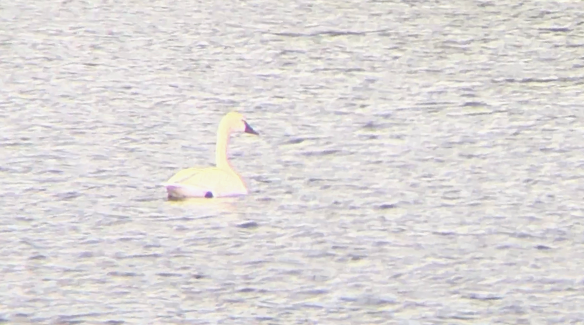 Tundra Swan - ML620622051