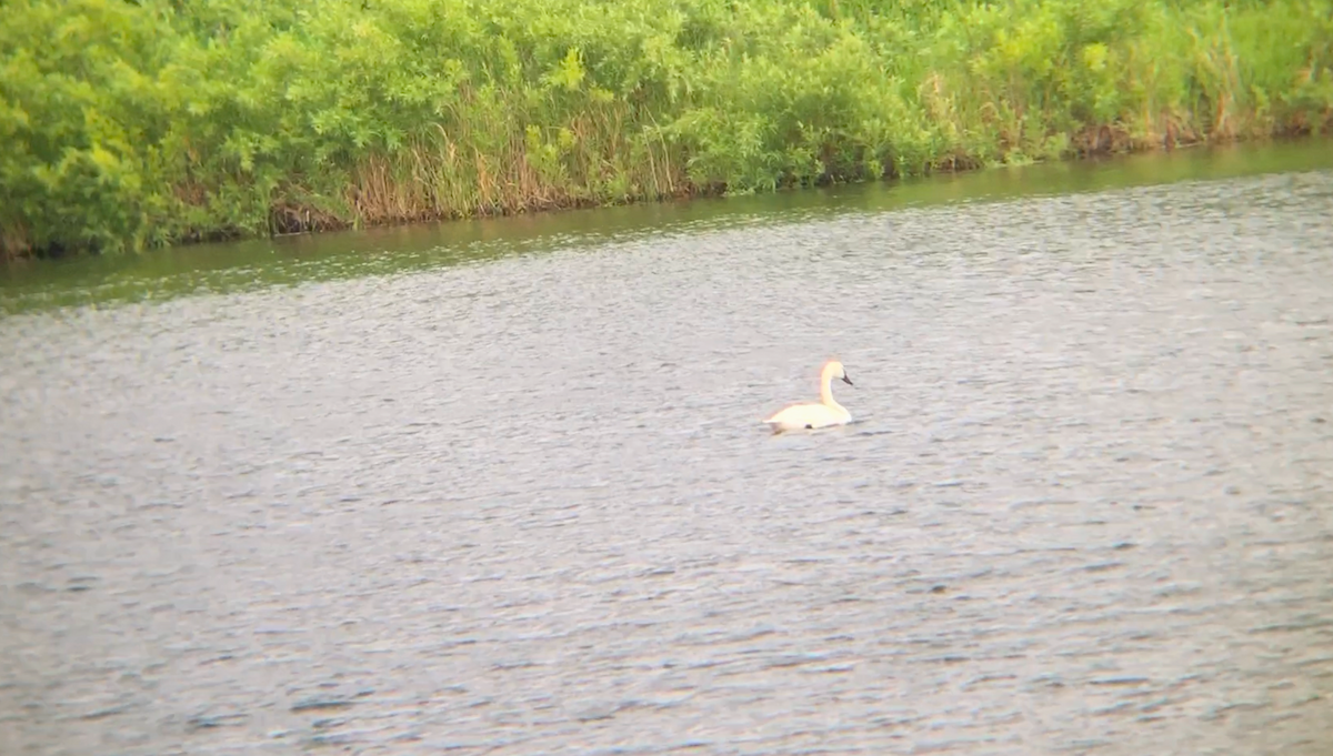 Tundra Swan - ML620622054