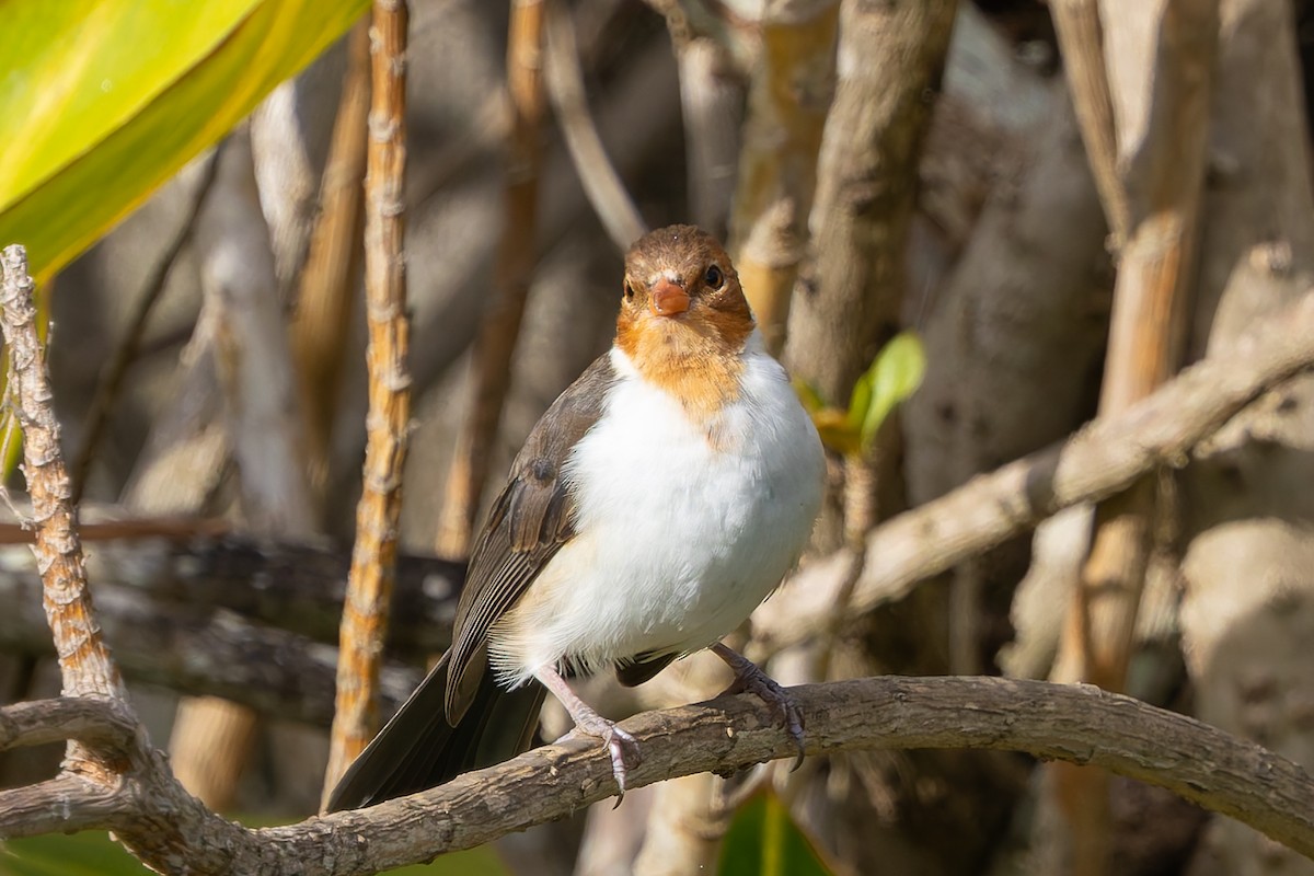 Yellow-billed Cardinal - ML620622057