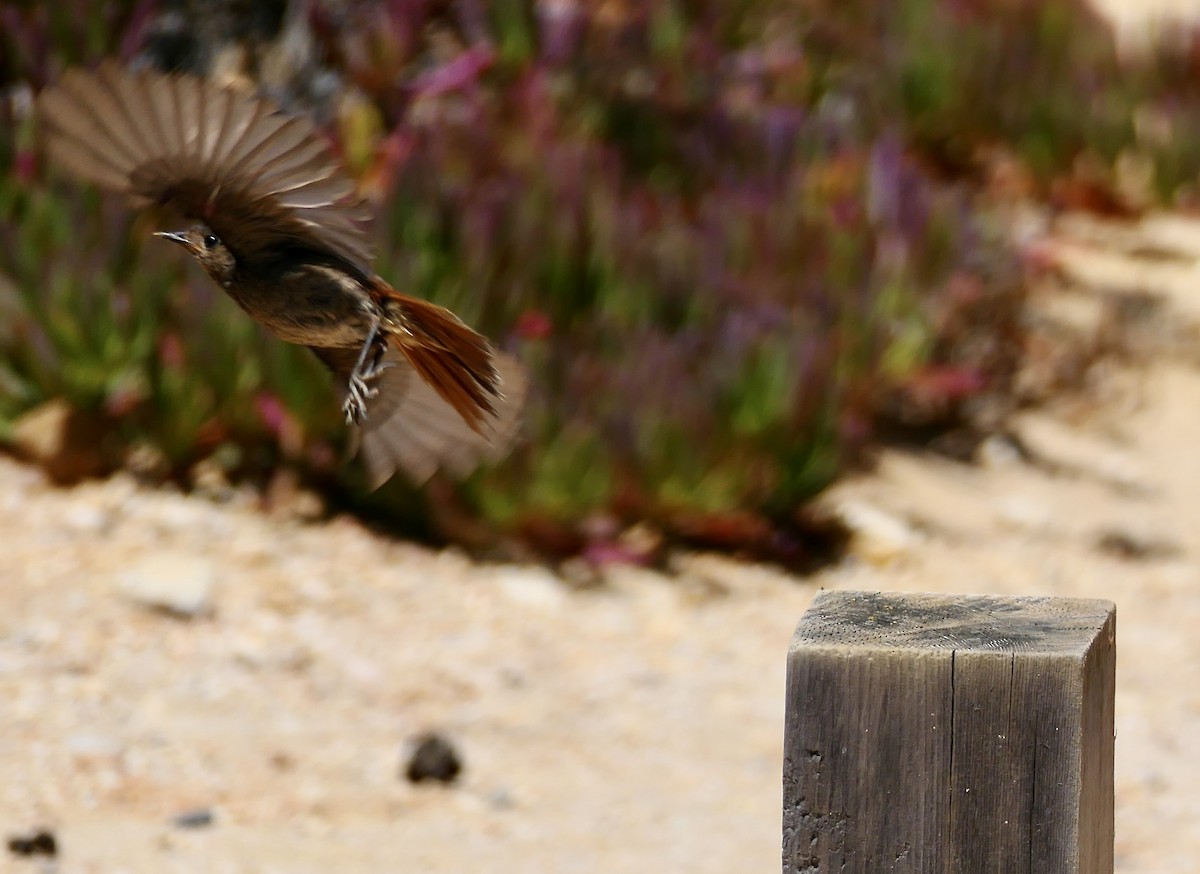 Black Redstart - ML620622058