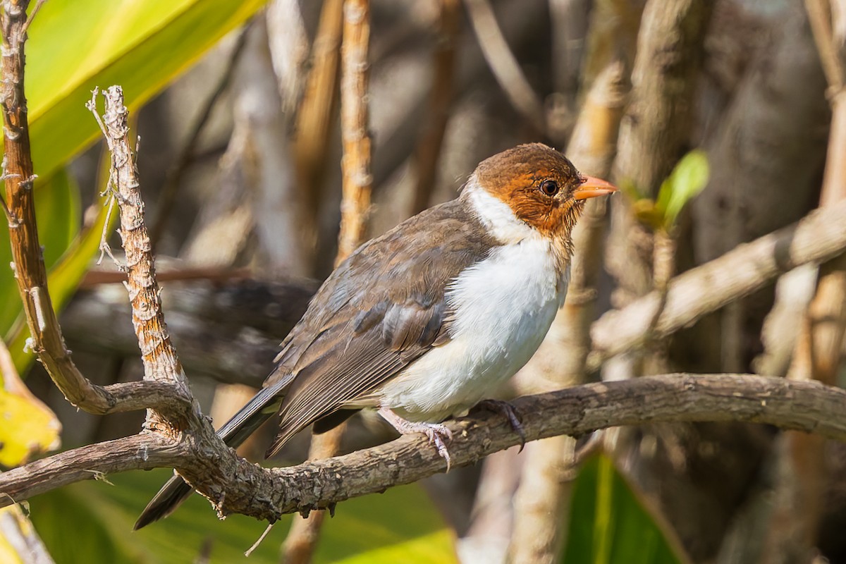 Yellow-billed Cardinal - ML620622060