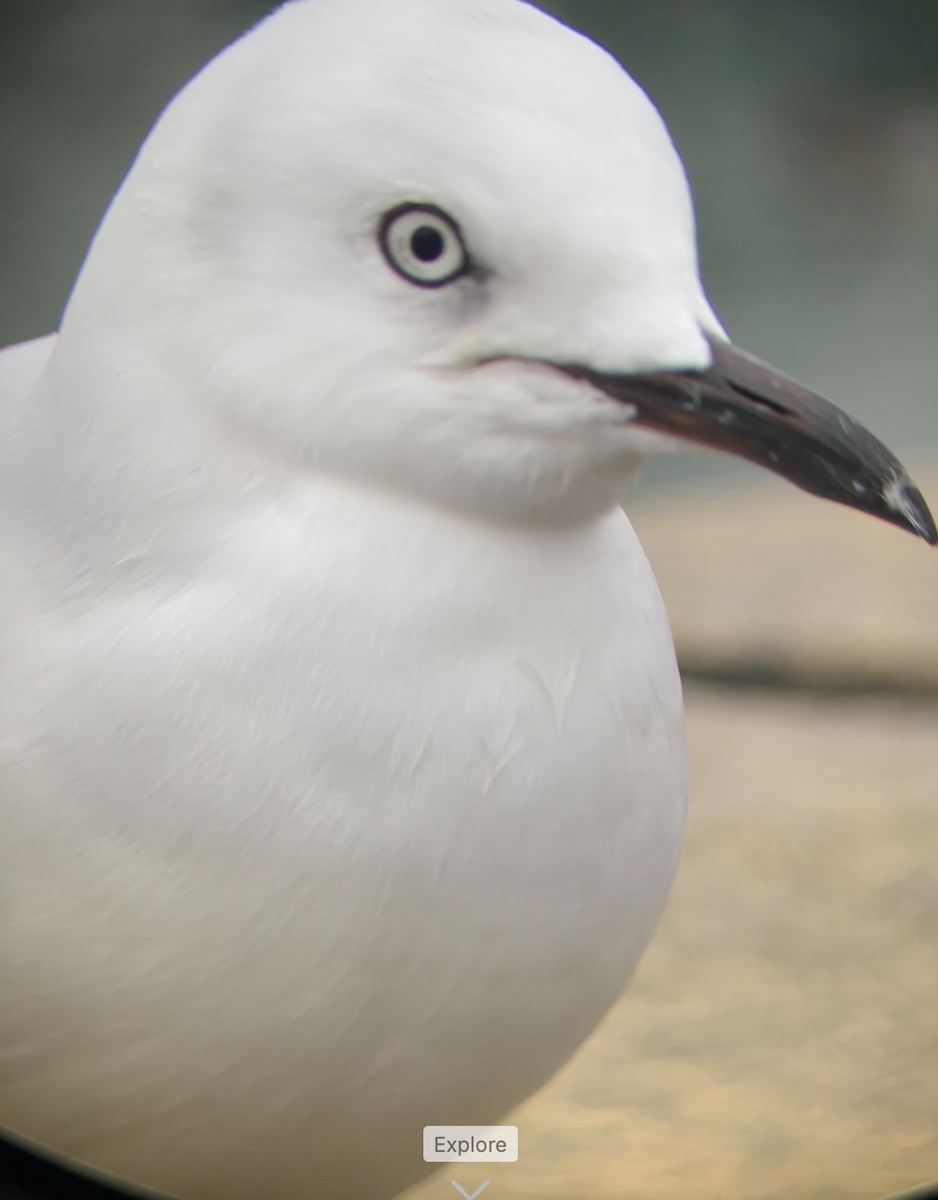 Mouette de Buller - ML620622061