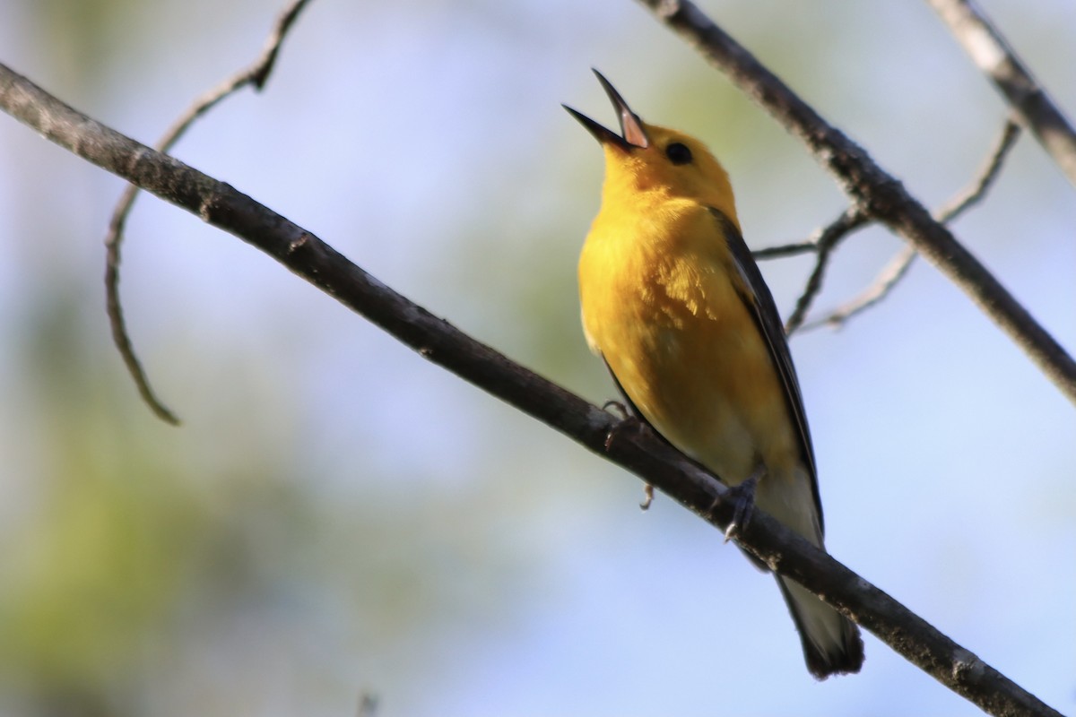 Prothonotary Warbler - ML620622062