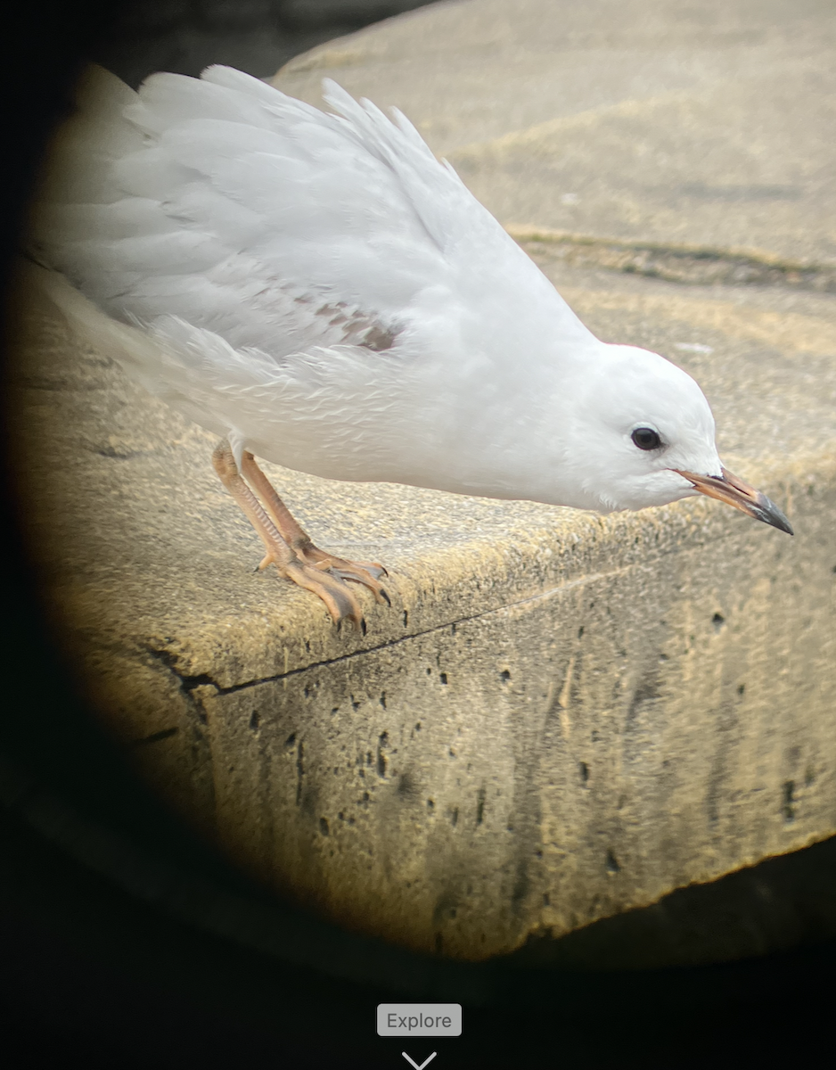 Gaviota Maorí - ML620622063