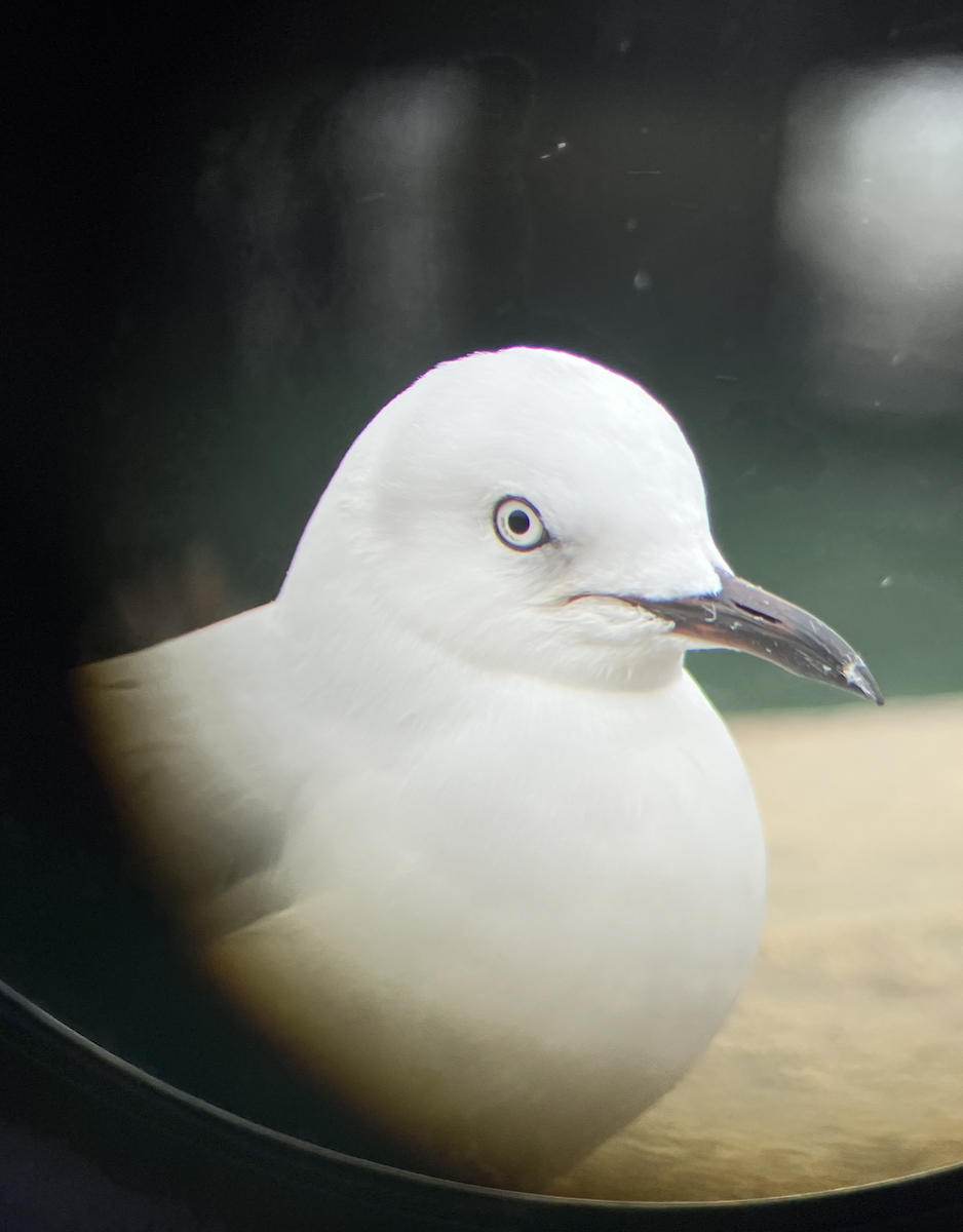 Gaviota Maorí - ML620622065