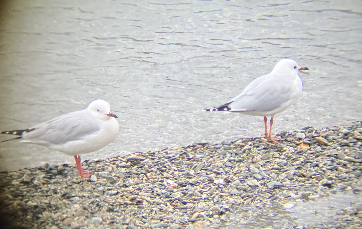 Gaviota Maorí - ML620622066