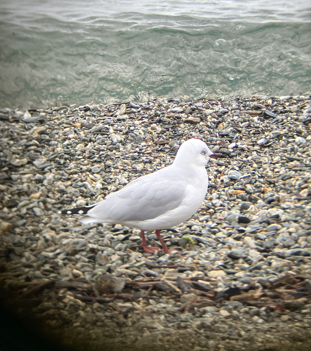 Gaviota Maorí - ML620622067