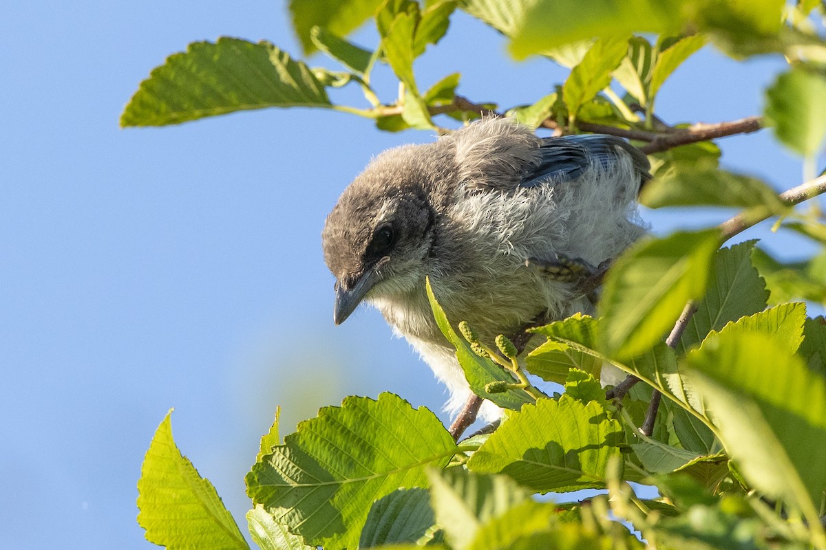 California Scrub-Jay - ML620622069