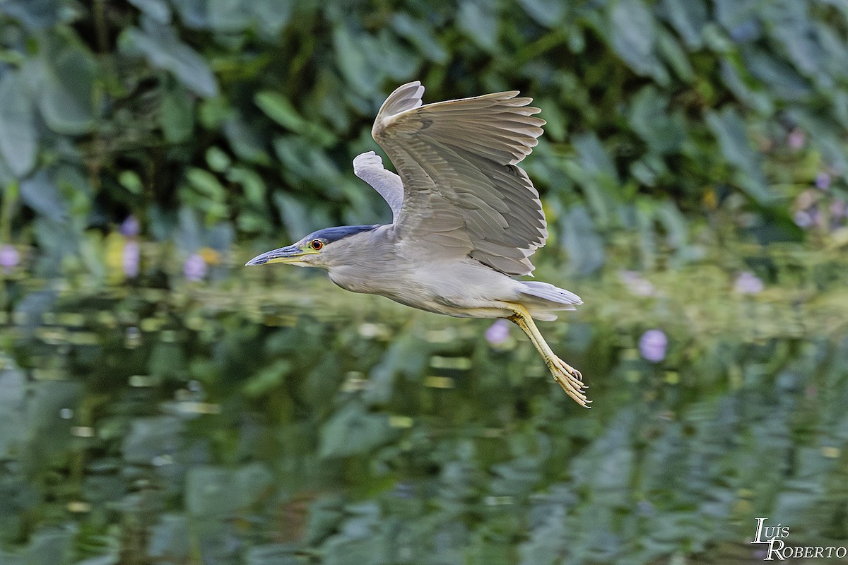 Black-crowned Night Heron - ML620622070