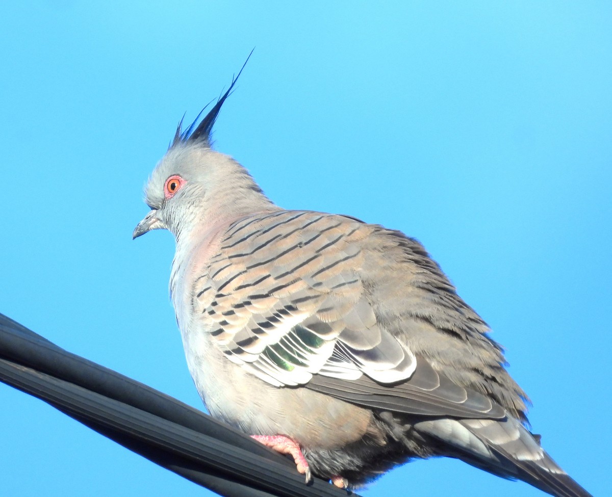 Crested Pigeon - ML620622071