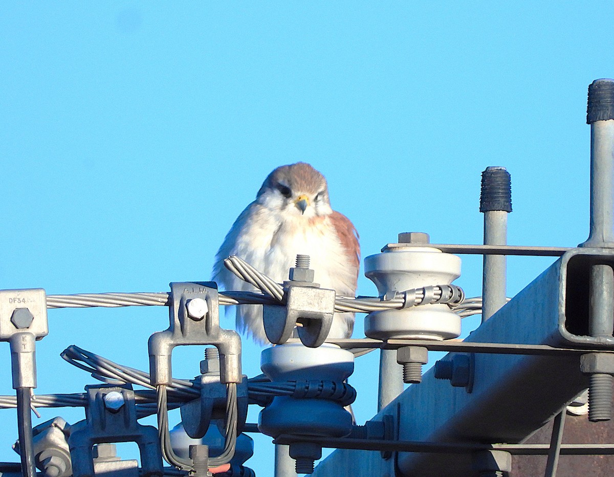 Nankeen Kestrel - ML620622073