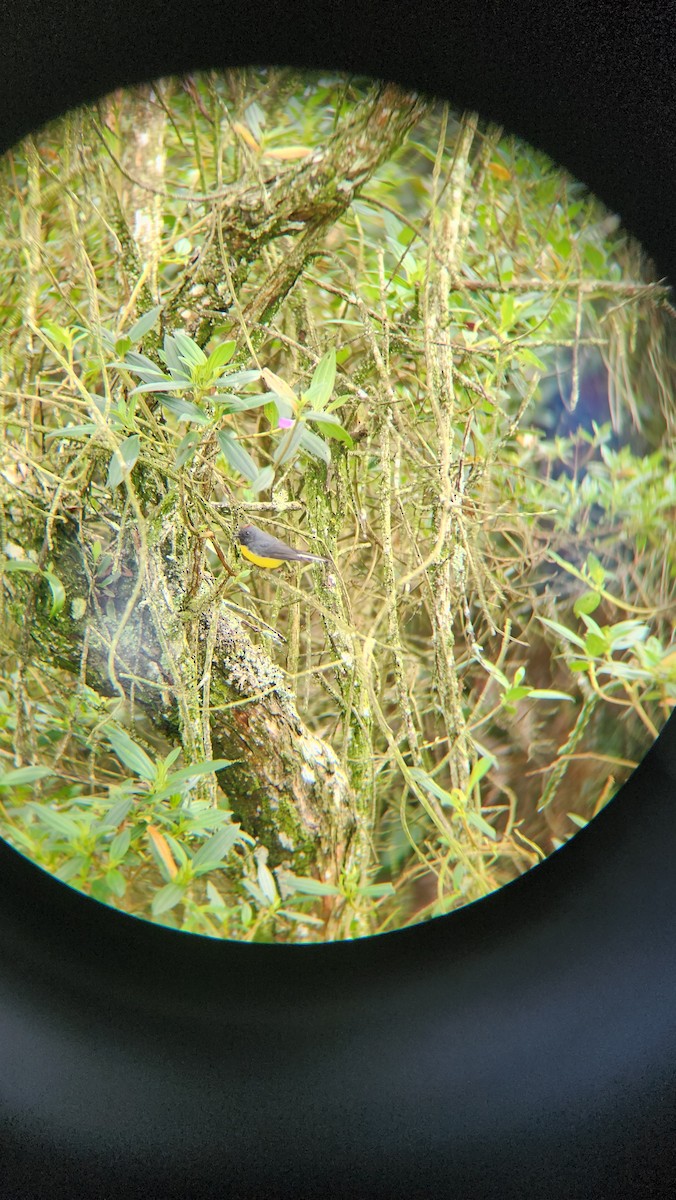 Slate-throated Redstart - ML620622076