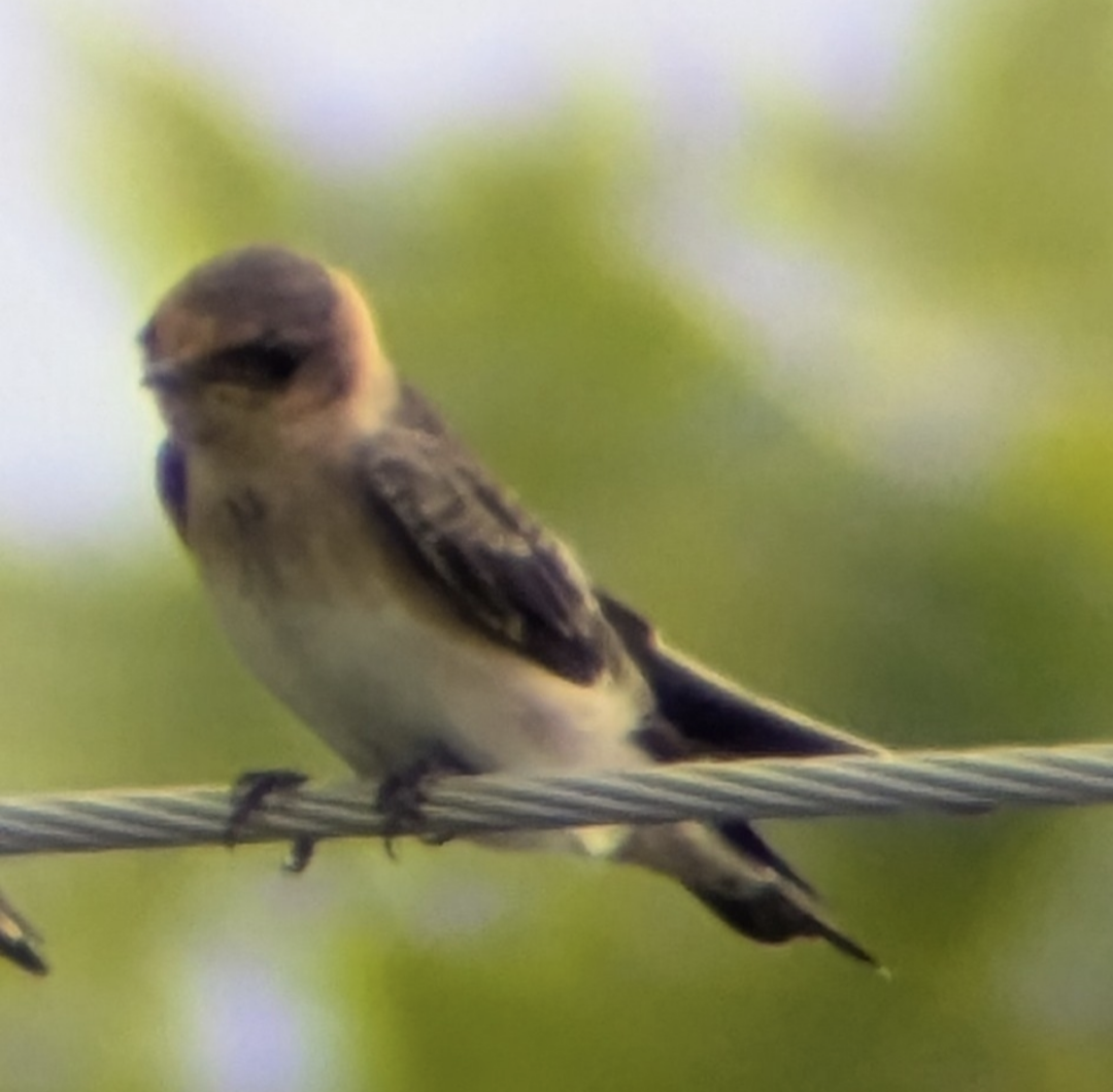 Cave Swallow - ML620622078