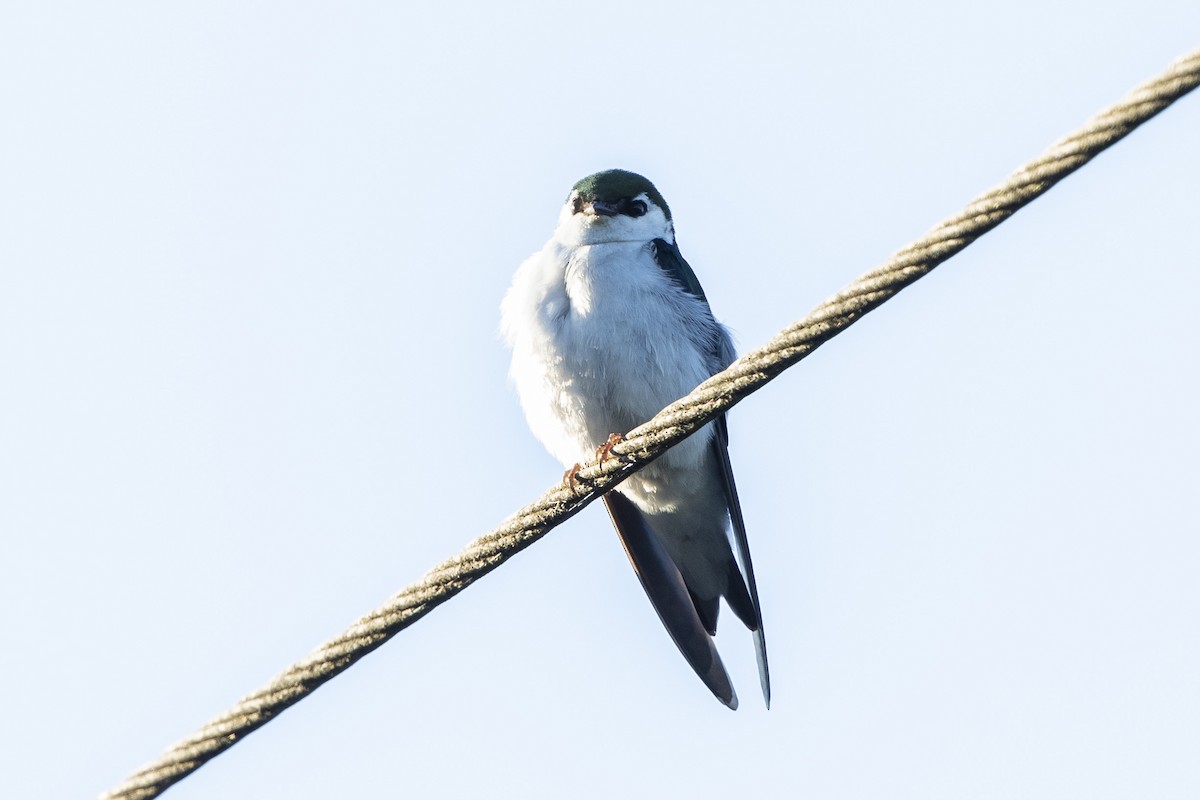 Violet-green Swallow - ML620622081
