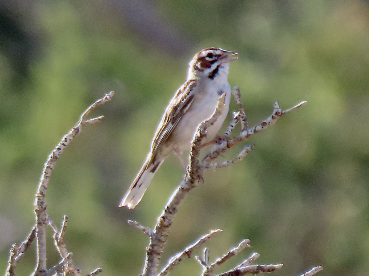 Lark Sparrow - ML620622082