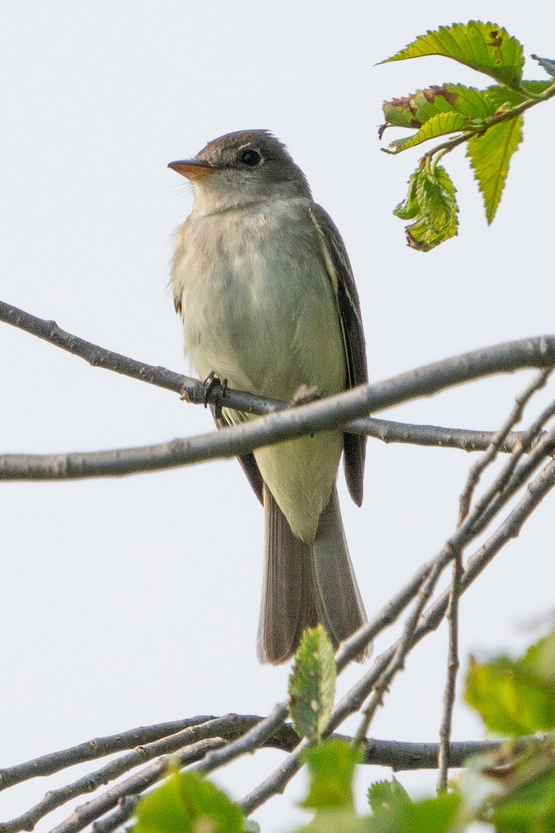 Willow Flycatcher - ML620622083