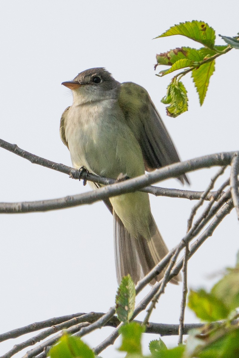 Willow Flycatcher - ML620622084