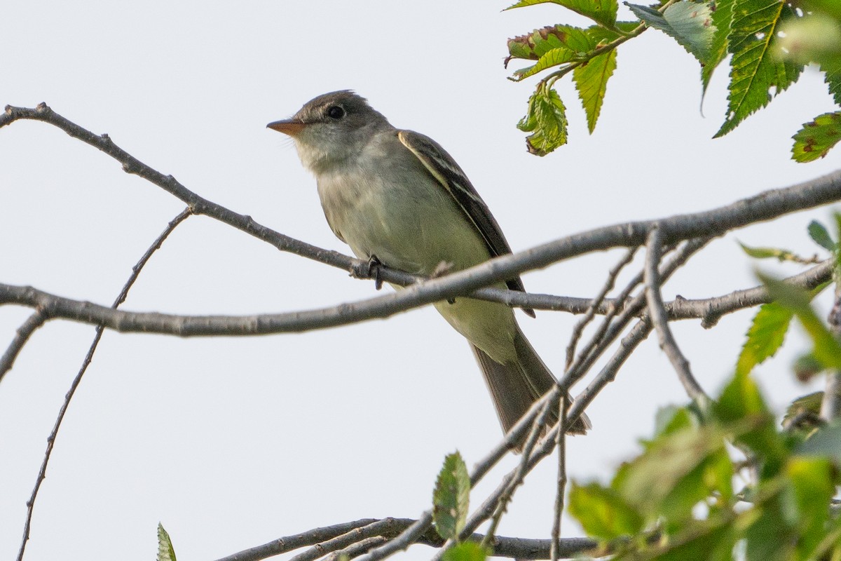 Willow Flycatcher - ML620622085