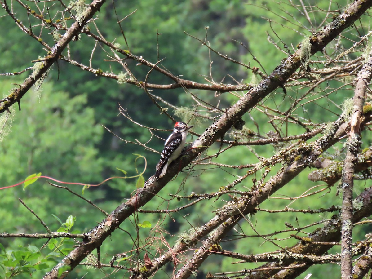 Downy Woodpecker - ML620622087