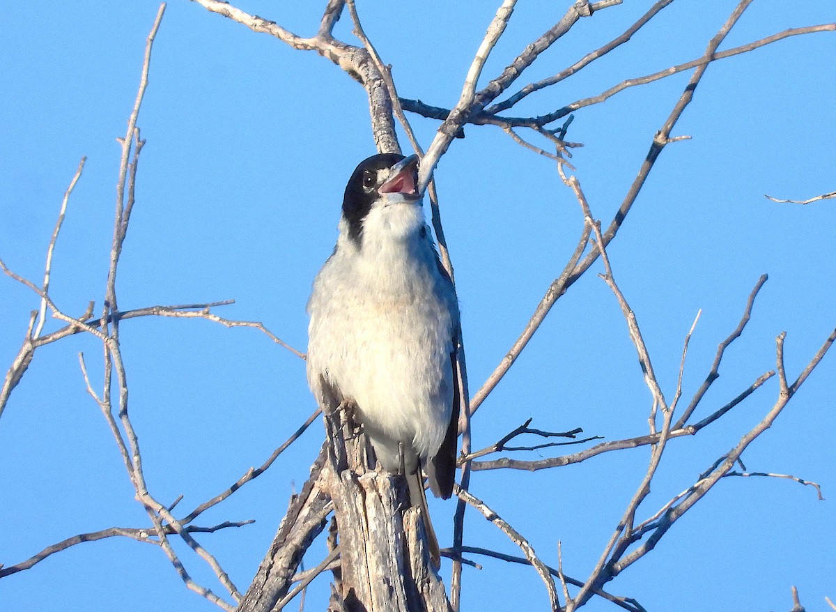 Gray Butcherbird - ML620622091