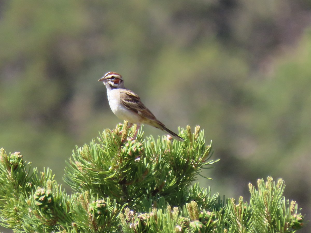 Lark Sparrow - douglas diekman