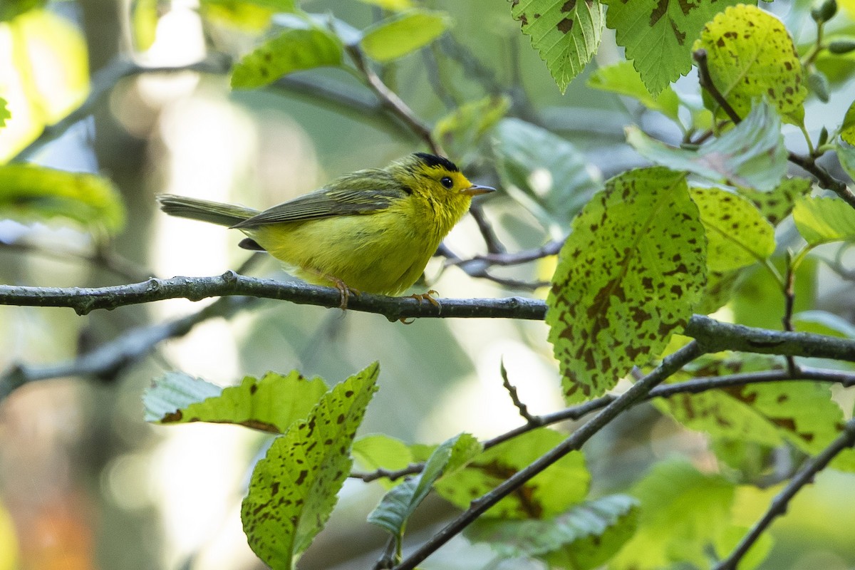 Wilson's Warbler - ML620622100