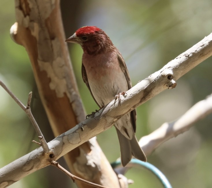 Cassin's Finch - ML620622102