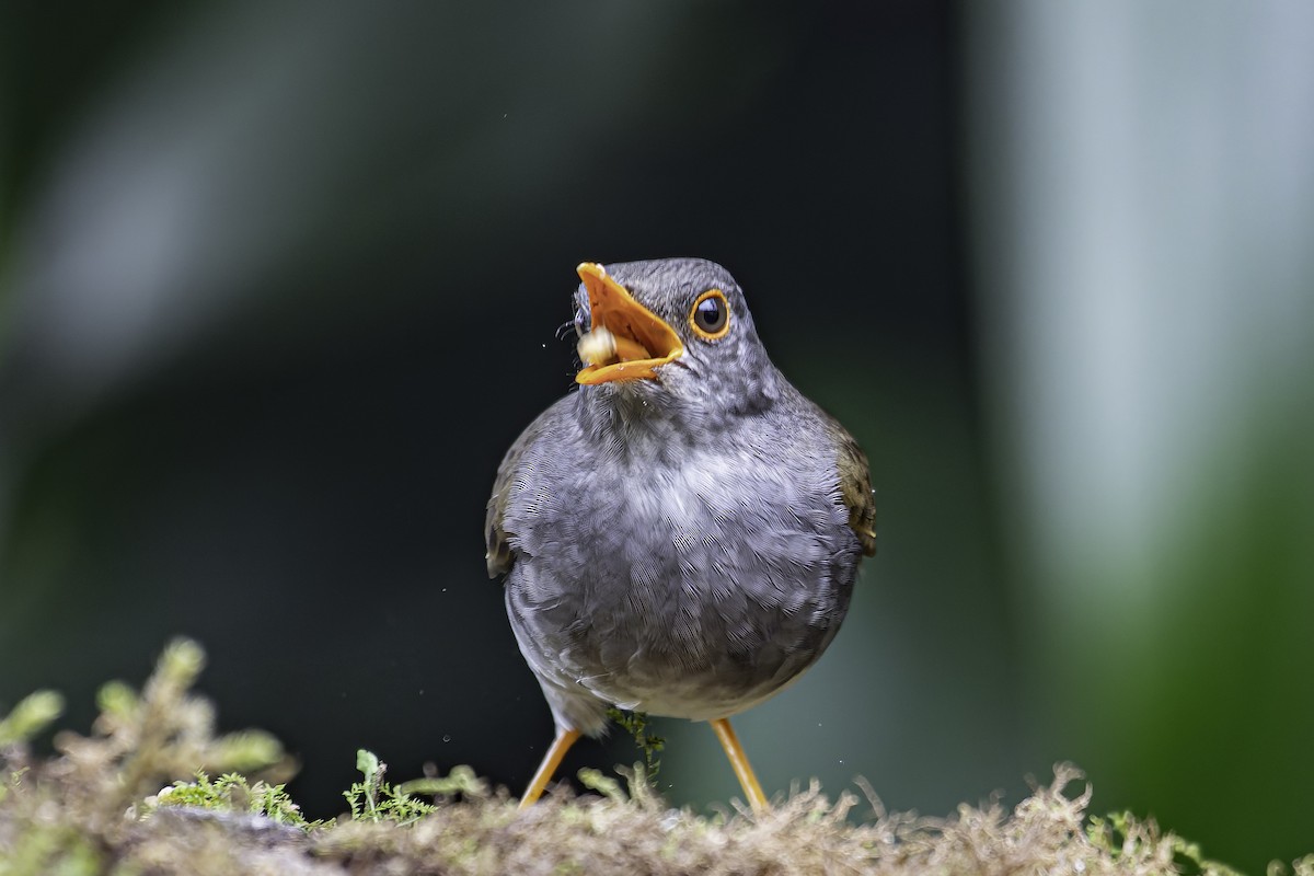 Orange-billed Nightingale-Thrush - ML620622103