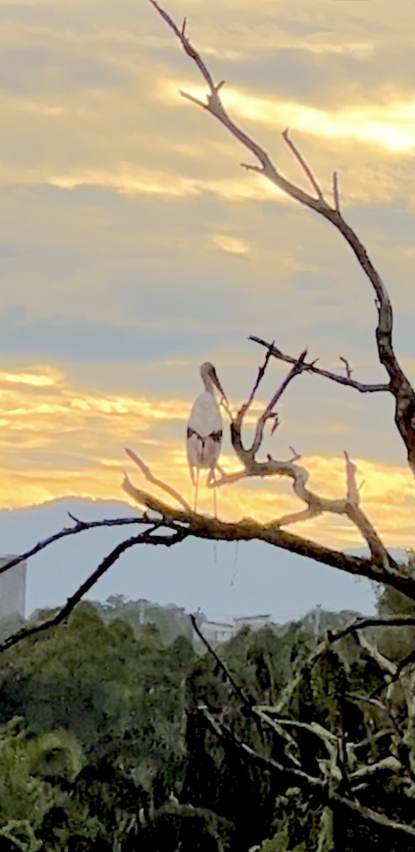 Painted Stork - ML620622107