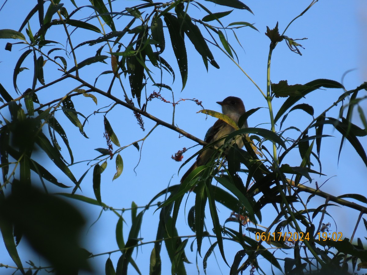 Willow Flycatcher - ML620622109