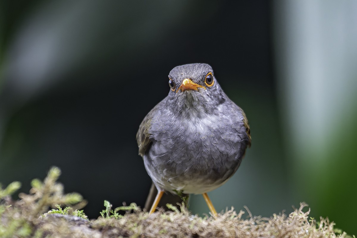 Orange-billed Nightingale-Thrush - ML620622112