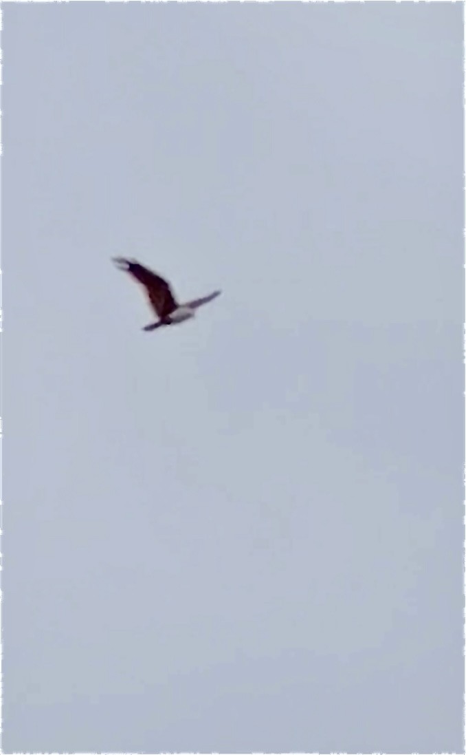 Brahminy Kite - ML620622113