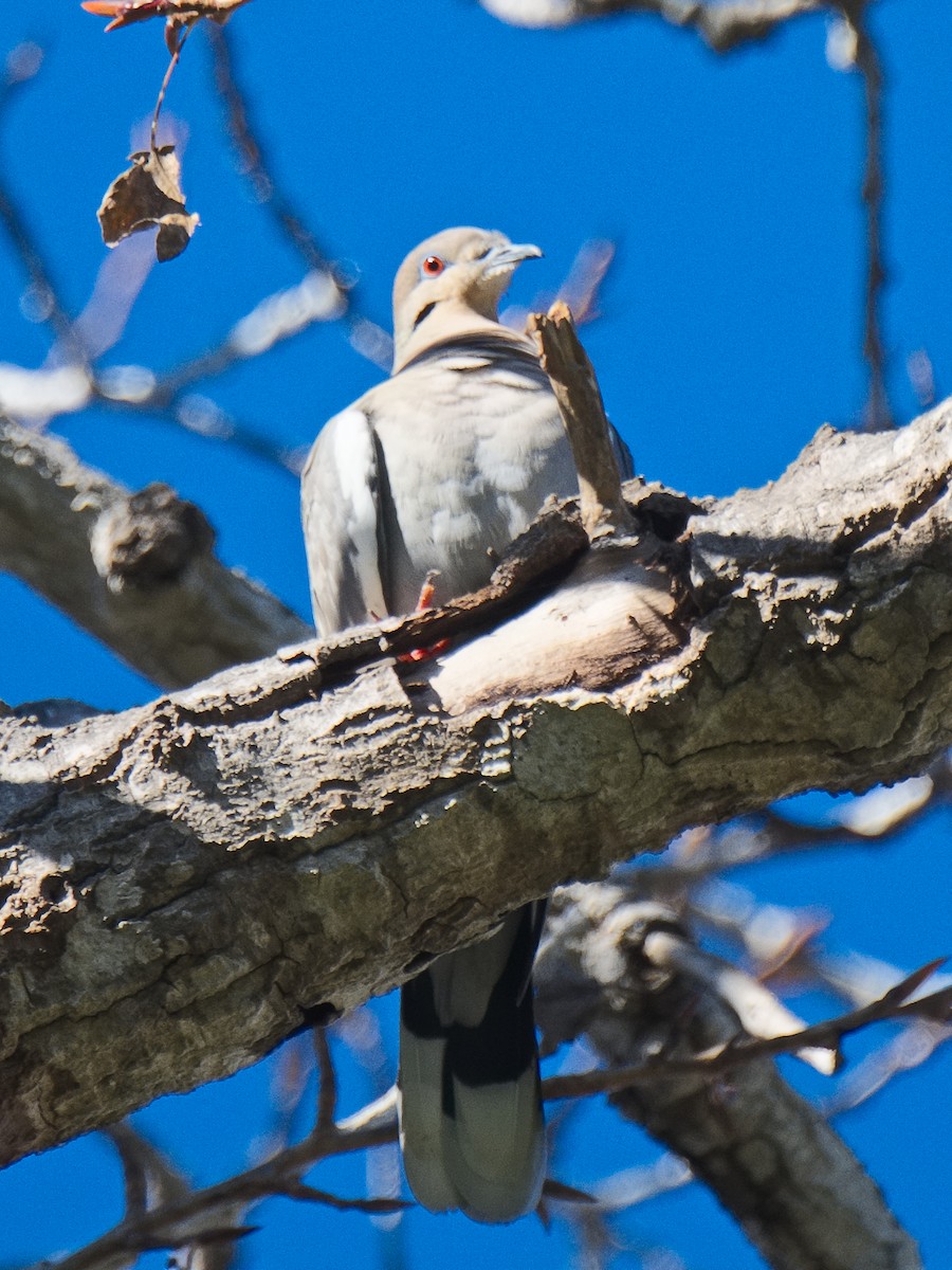 White-winged Dove - ML620622115