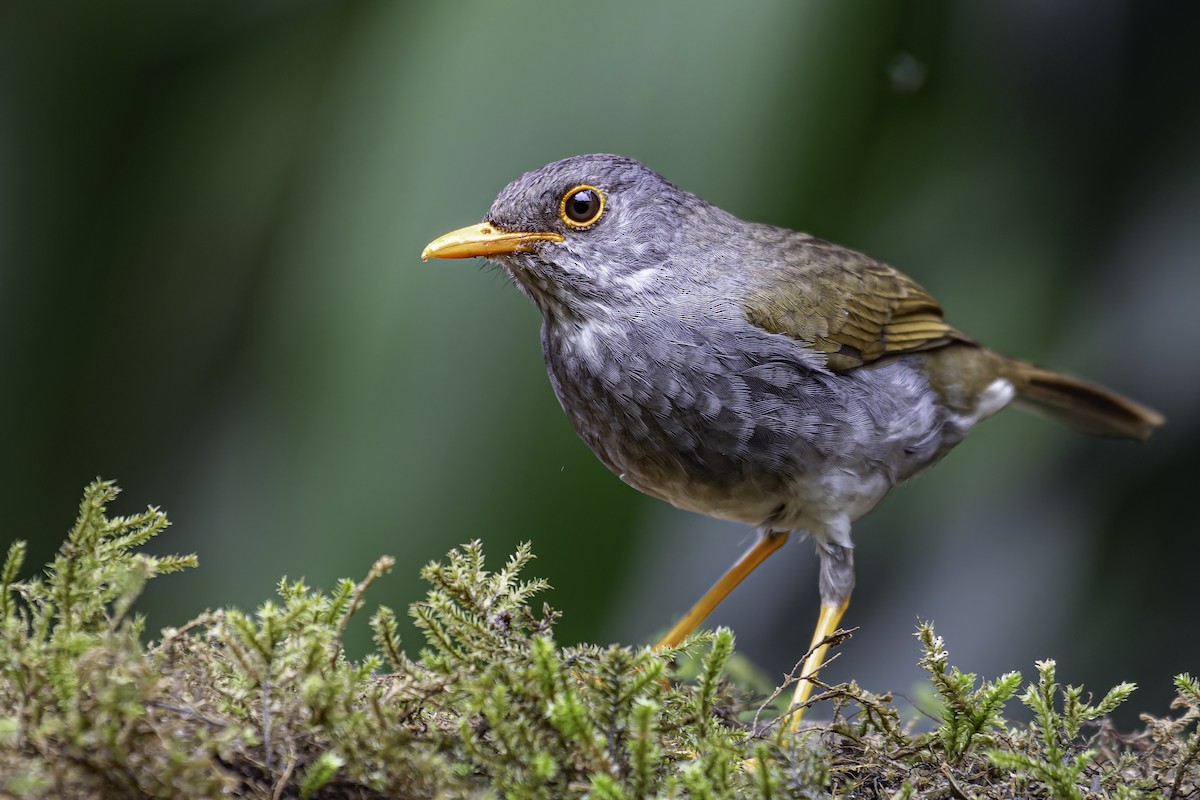 Orange-billed Nightingale-Thrush - ML620622116