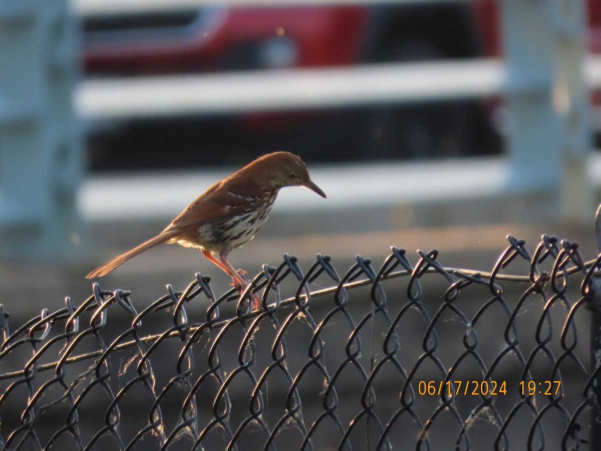 Brown Thrasher - ML620622118