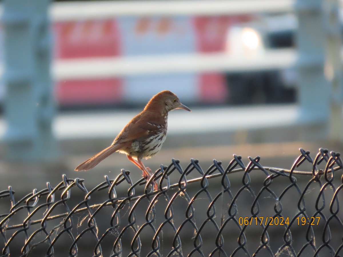 Brown Thrasher - ML620622119