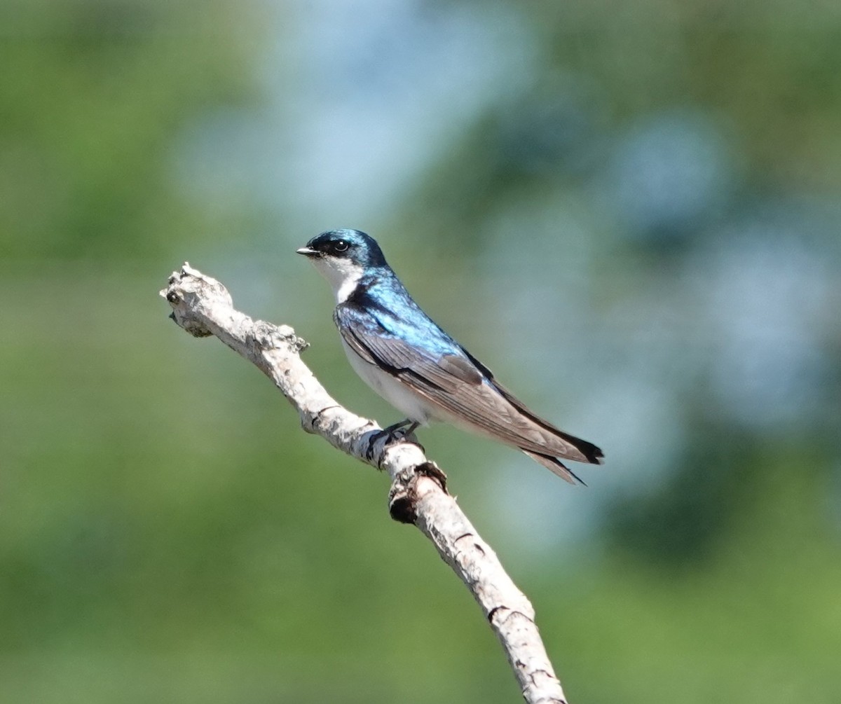 Tree Swallow - Justin Cook