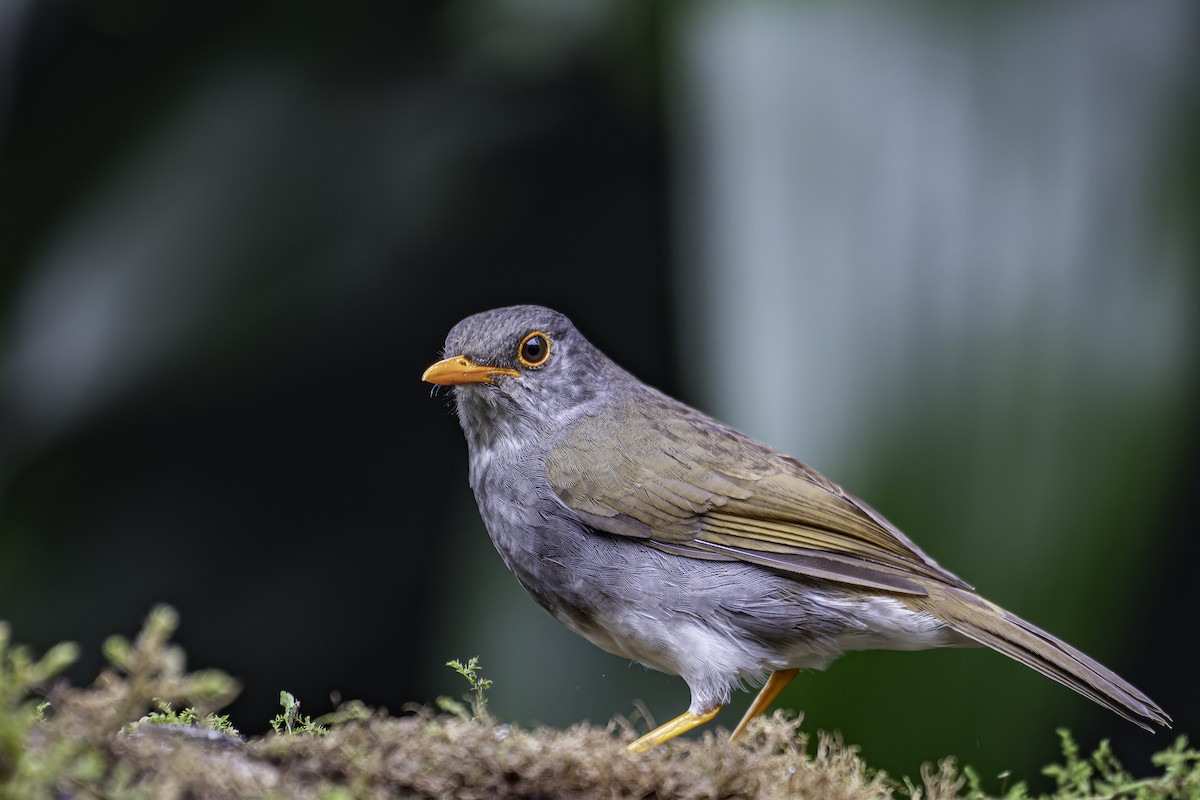 Orange-billed Nightingale-Thrush - ML620622123