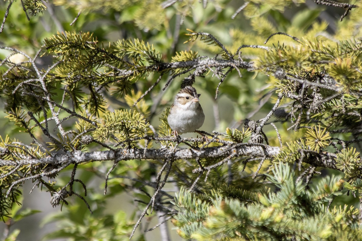 Clay-colored Sparrow - ML620622125