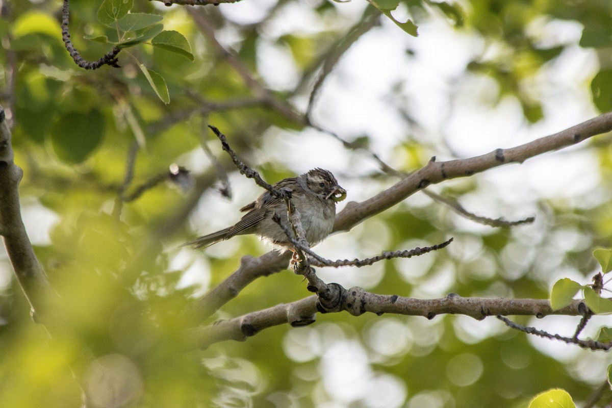 Clay-colored Sparrow - ML620622126