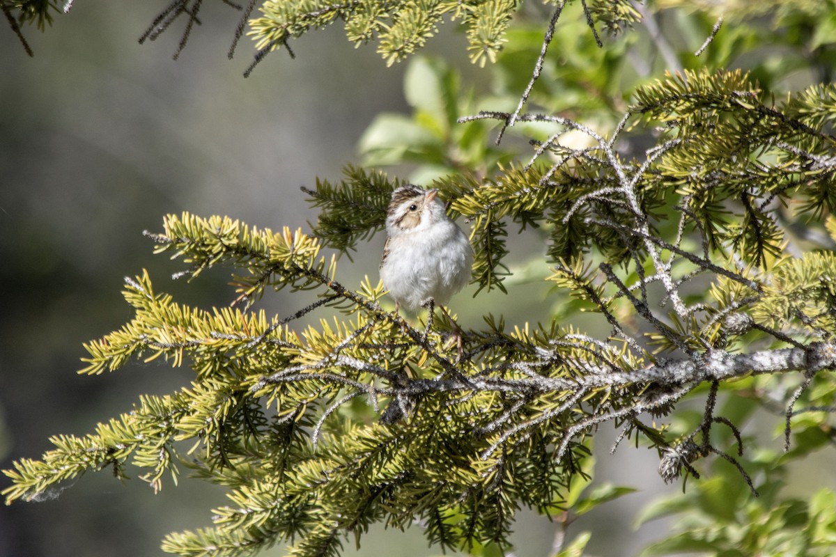 Clay-colored Sparrow - ML620622128