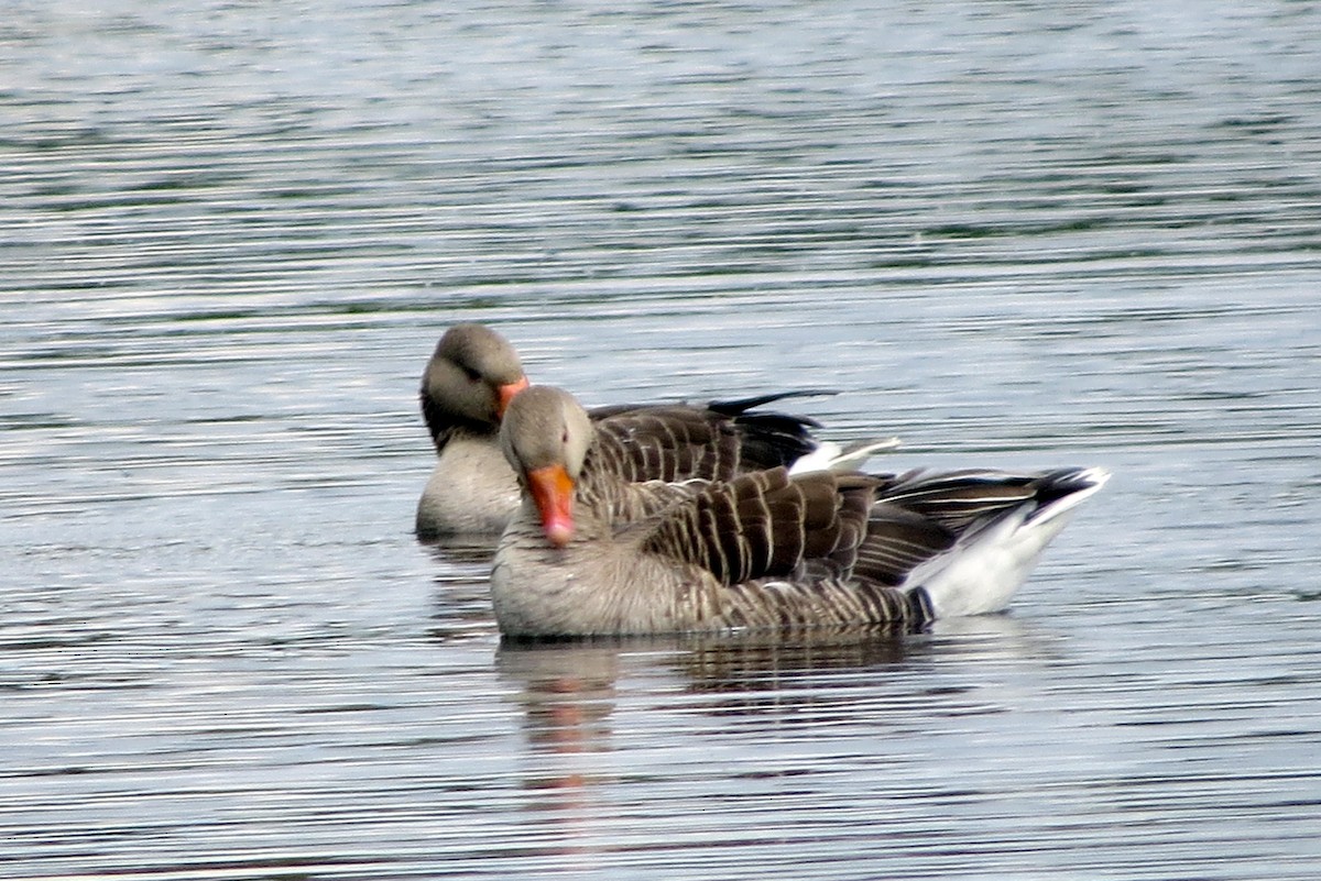 Graylag Goose - Pat McKay