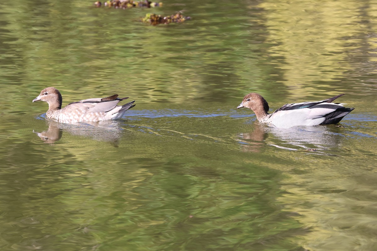 Maned Duck - ML620622130