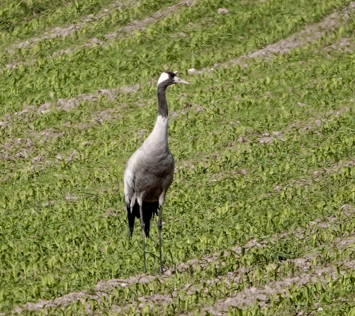 Grulla Común - ML620622131